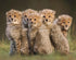 Cute Cheetah Cubs - Paint by Diamonds